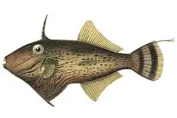 Paramonacanthus curtorhynchos