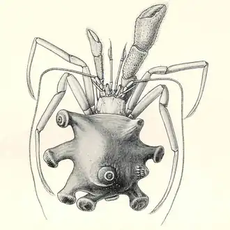 Parapagurus pilosimanus