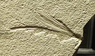 Parasteleopteron guischardi