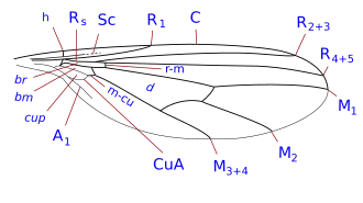 Жилкование крыла Parathalassius