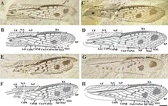 Крылья Parelcana pulchmacula