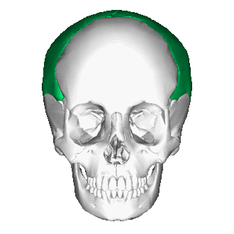 Теменная кость, расположение в черепе