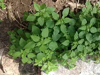 Постенница слабая (Parietaria debilis)