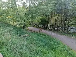 Лиса на дорожке Парка