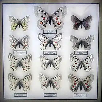 Лепидоптерологическая коллекция