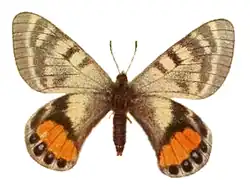 Parnassius autocrator