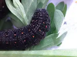 Parnassius delphius larva