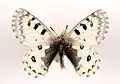 Parnassius epaphus