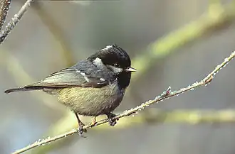 Московка (Periparus ater)