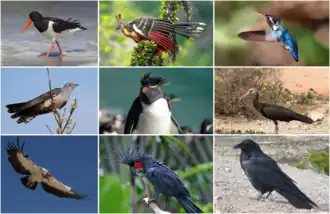 Слева направо:
Верхний ряд: кулик-сорока, гоацин, колибри-пчёлка;
Средний ряд: обыкновенная кукушка, хохлатый пингвин, лесной ибис;
Нижний ряд: королевский гриф, чёрный какаду, ворон.