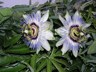 Passiflora caerulea L.