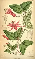 Passiflora sanguinolenta. Curtis's Botanical Magazine, 1900.