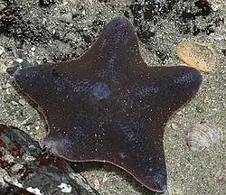 Patiriella regularis