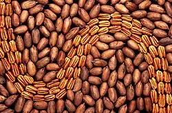 Пекан обыкновенный