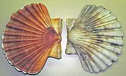 Pecten jacobaeus