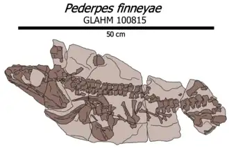 Иллюстрация голотипа в горной породе