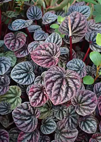 Peperomia caperata