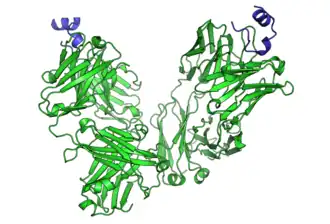 Пептидный эпитоп антигена CD20, связанный с ритуксимабом участка FAB