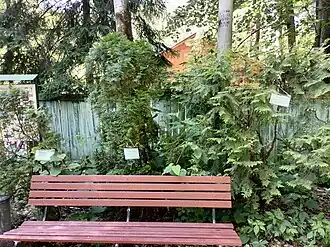 Туи, посаженные во дворе музея Ю. Шевчуком, А. Вознесенским, Е. Евтушенко