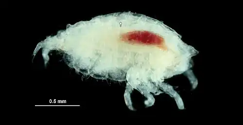 Pereionotus tinggiensis