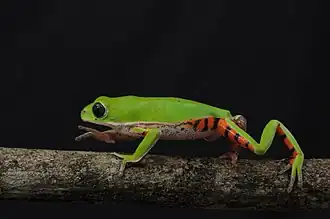 Pithecopus nordestinus