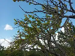 Leuenbergeria guamacho