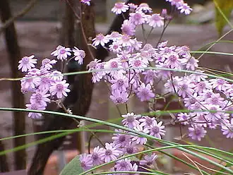 Соцветие Pericallis cruenta