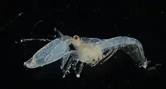 Periclimenaeus orbitocarinatus