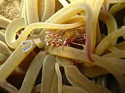 Periclimenes sagittifer