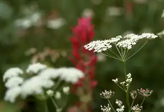 Цветки P. gairdneri