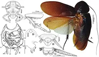 A — взрослая самка, B — голова, C — переднегрудная нога, D — предплюсневые когти, E — гениталии самца: (L1-3: левый фалломерный склерит; L2v: L2 вентральный склерит; R1-3: правый фалломерный склерит; vph: вентральный фалломер), F — L2v крупным планом, G — супраанальная пластинка самца, H — субгенитальная пластинка самки.