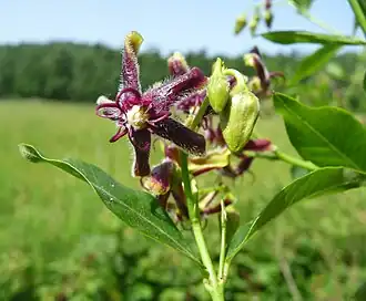 Обвойник греческий