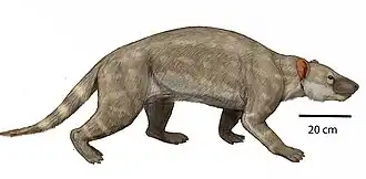 Реконструкция Periptychus carinidens