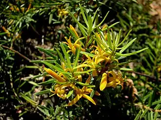 Цветущая Persoonia chamaepeuce (Национальный парк Алпайн, Виктория, Австралия)