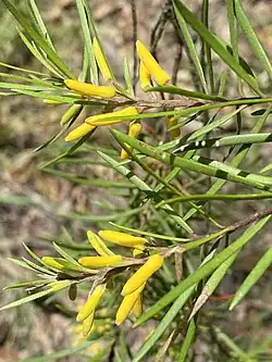 Листья и бутоны