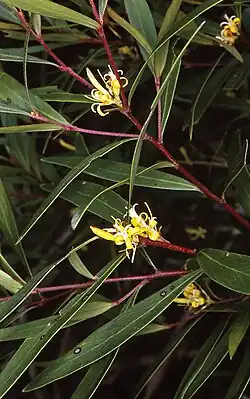 Цветущая Persoonia silvatica