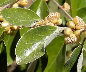 Petalostigma pubescens
