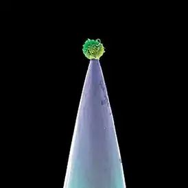 Обложка альбома Питера Гэбриела «New Blood» (2011)