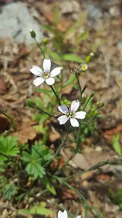 Петрорагия камнеломка (Petrorhagia saxifraga)