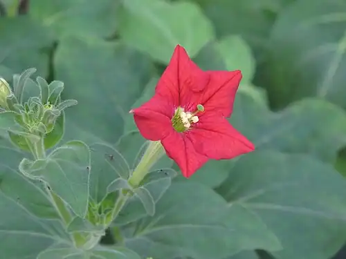 Петуния выставляющая (Petunia exserta)