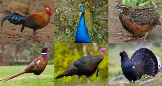 Сверху ("non-erectile clade"): цейлонская джунглевая курица, обыкновенный павлин, перепел-арлекин;
Снизу ("erectile clade"): обыкновенный фазан, индейка, глухарь