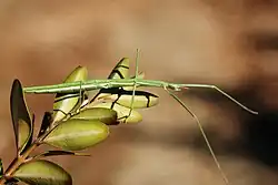 Палочник (отряд привиденьевые)