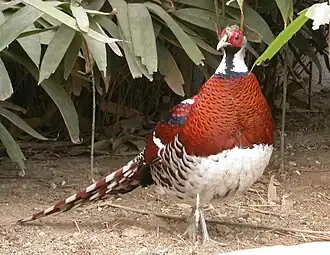 Самец пёстрого фазана Эллиота