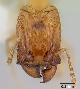 Голова солдата Pheidole fracticeps
