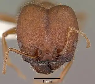 Суперсолдат муравья Pheidole obtusospinosa