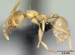 Рабочий сбоку