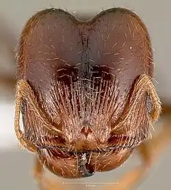 Голова солдата