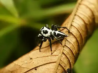 Phiale formosa из Коста-Рики