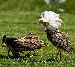 Турухтан22 июля 2010