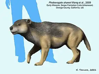 Реконструкция Cephalogale shareri